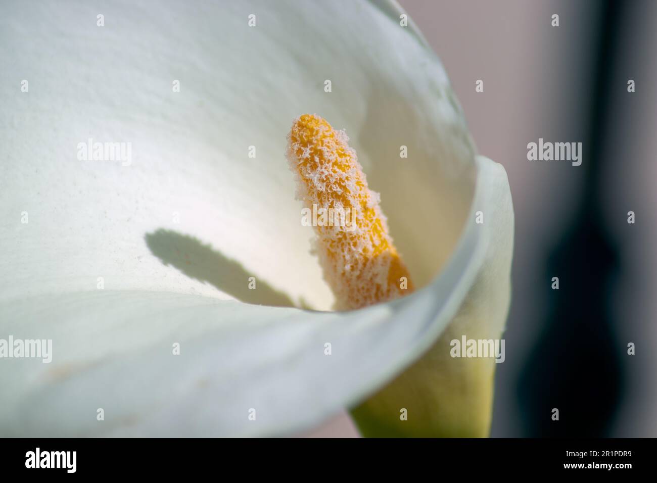 Zantedeschia aethiopica, Fiore di giglio di Calla Foto Stock