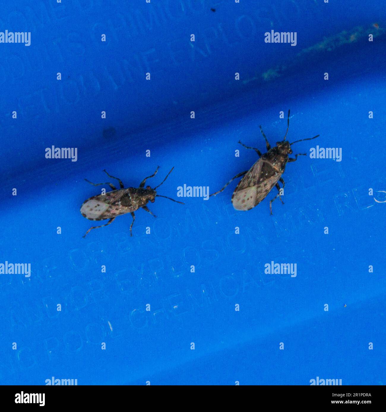 Orticae di Heterogaster, Bug di terra di nettle Foto Stock