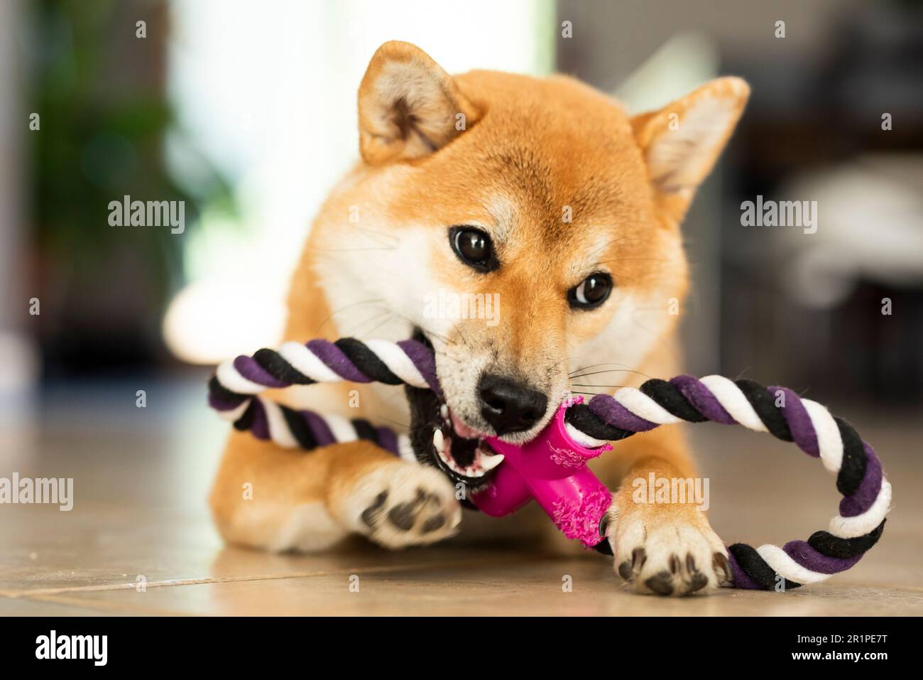 Cane, Shiba Inu, sdraiato, giocattolo, masticare, verticale, Foto Stock