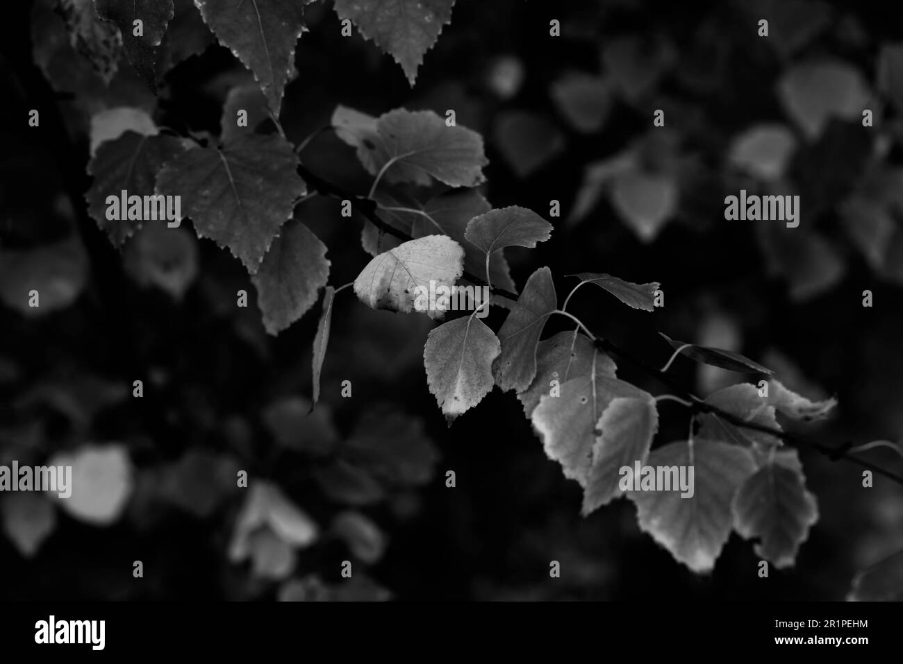 Foglie parzialmente scolorite in autunno su un albero deciduo in Germania nella foresta Foto Stock