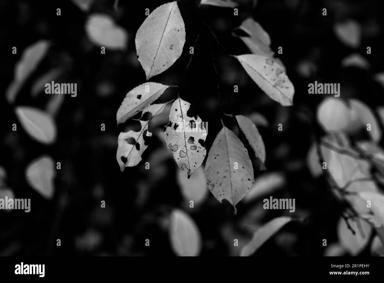 Foglie parzialmente scolorite in autunno su un albero deciduo in Germania nella foresta Foto Stock