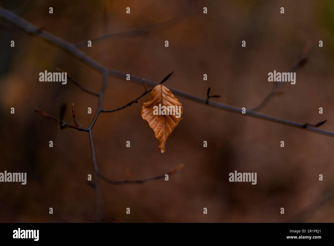 Singola foglia dell'anno precedente su un faggio in primavera, nitidezza selettiva, profondità di campo poco profonda, bokeh sfocato Foto Stock