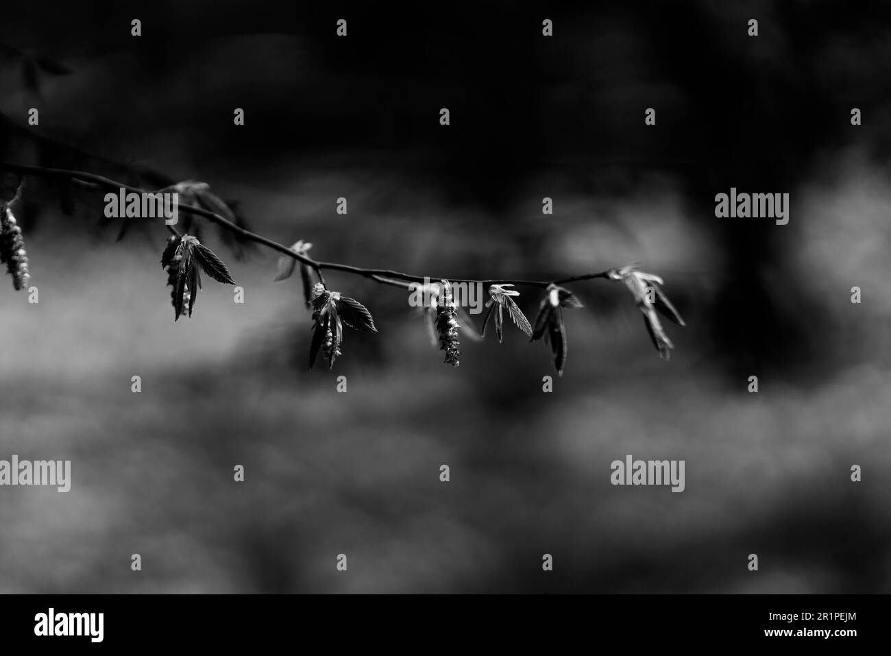 Giovane ontano in primavera con le prime foglie dell'anno, nitidezza selettiva, profondità di campo poco profonda, bokeh sfocato Foto Stock