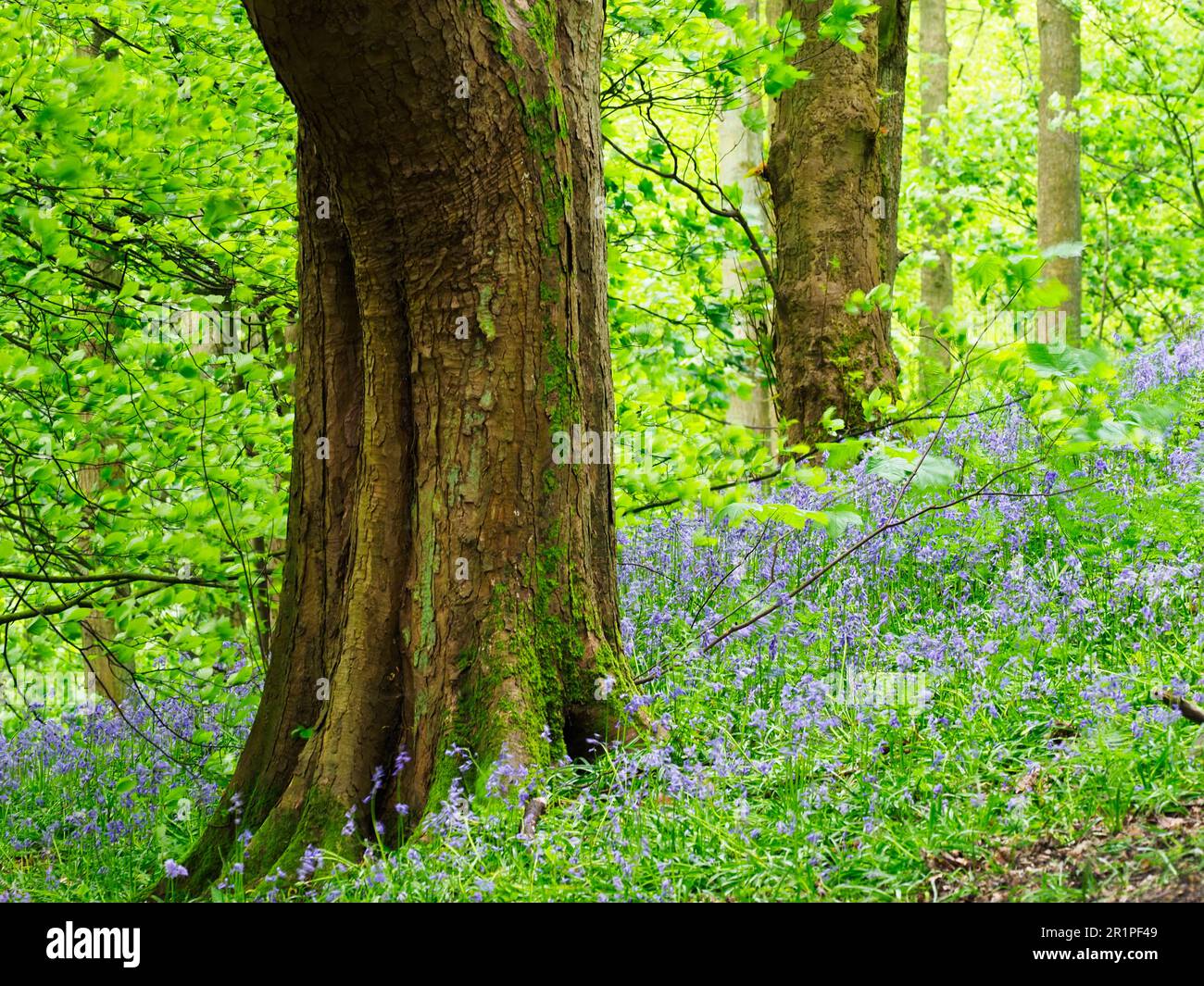 Bluebells in fiore nei boschi di Harewood vicino a Leeds West Yorkshire Inghilterra Foto Stock