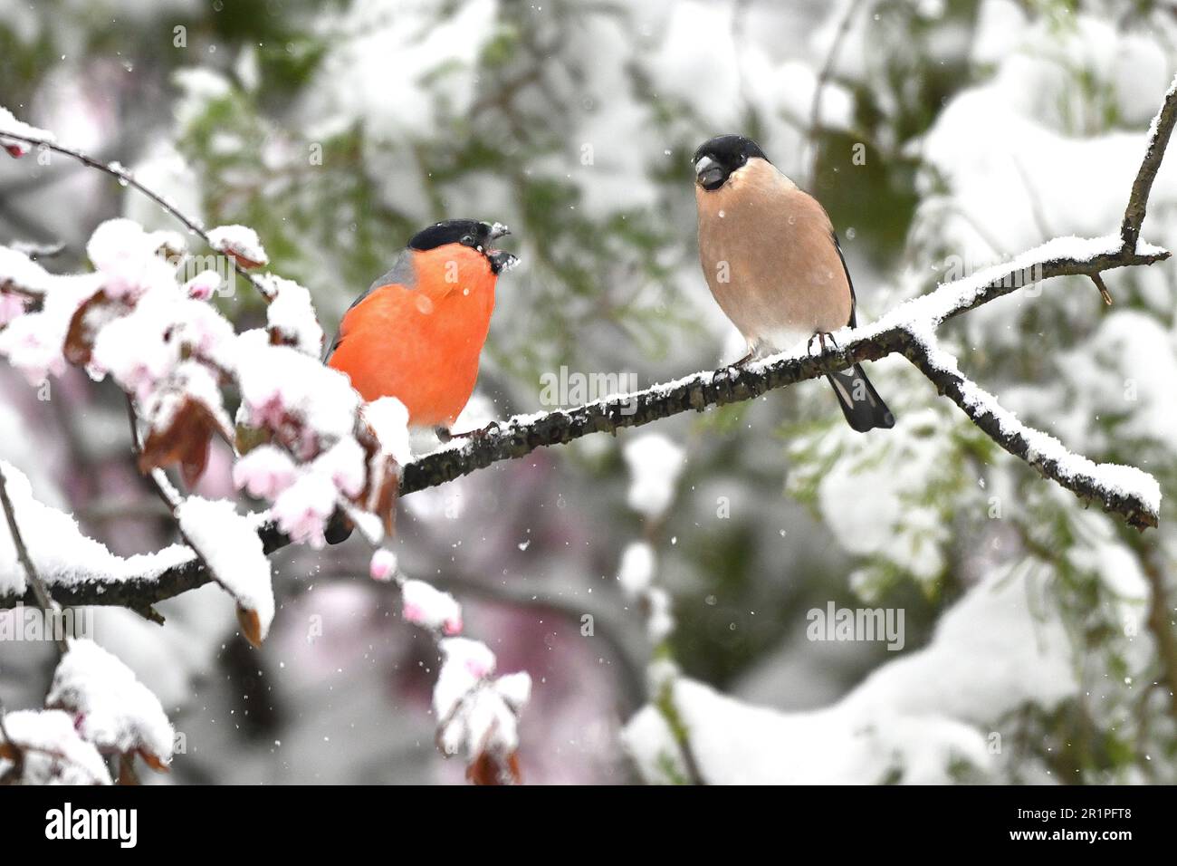 Bullfinch in neve, coppia Foto Stock