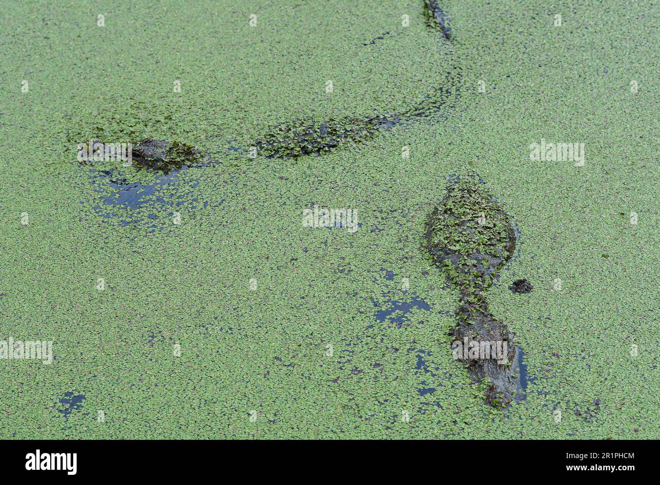 XUANCHENG, CINA - 2 MAGGIO 2023 - la foto aerea mostra alligatori allevati in cattività che vivono in un ambiente naturale all'interno del lago di coccodrillo cinese, Cina ' Foto Stock
