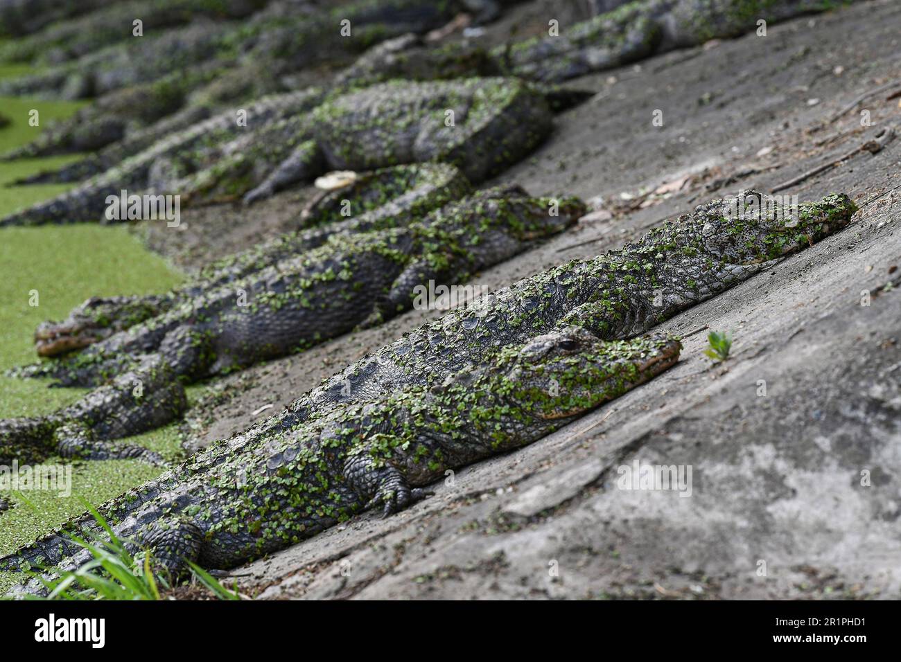 XUANCHENG, CINA - 2 MAGGIO 2023 - la foto aerea mostra alligatori allevati in cattività che vivono in un ambiente naturale all'interno del lago di coccodrillo cinese, Cina ' Foto Stock