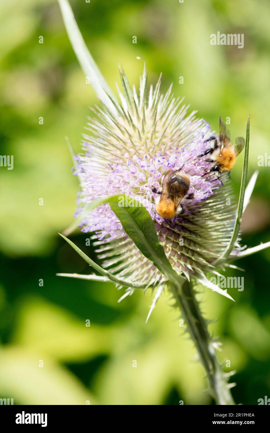Bumblebee, nettare, succhio, wild card, Dipsacus fullonum, thistle, pianta, botanica, estate, natura, Fiore estivo, Zella, Turingia, Germania, Foto Stock