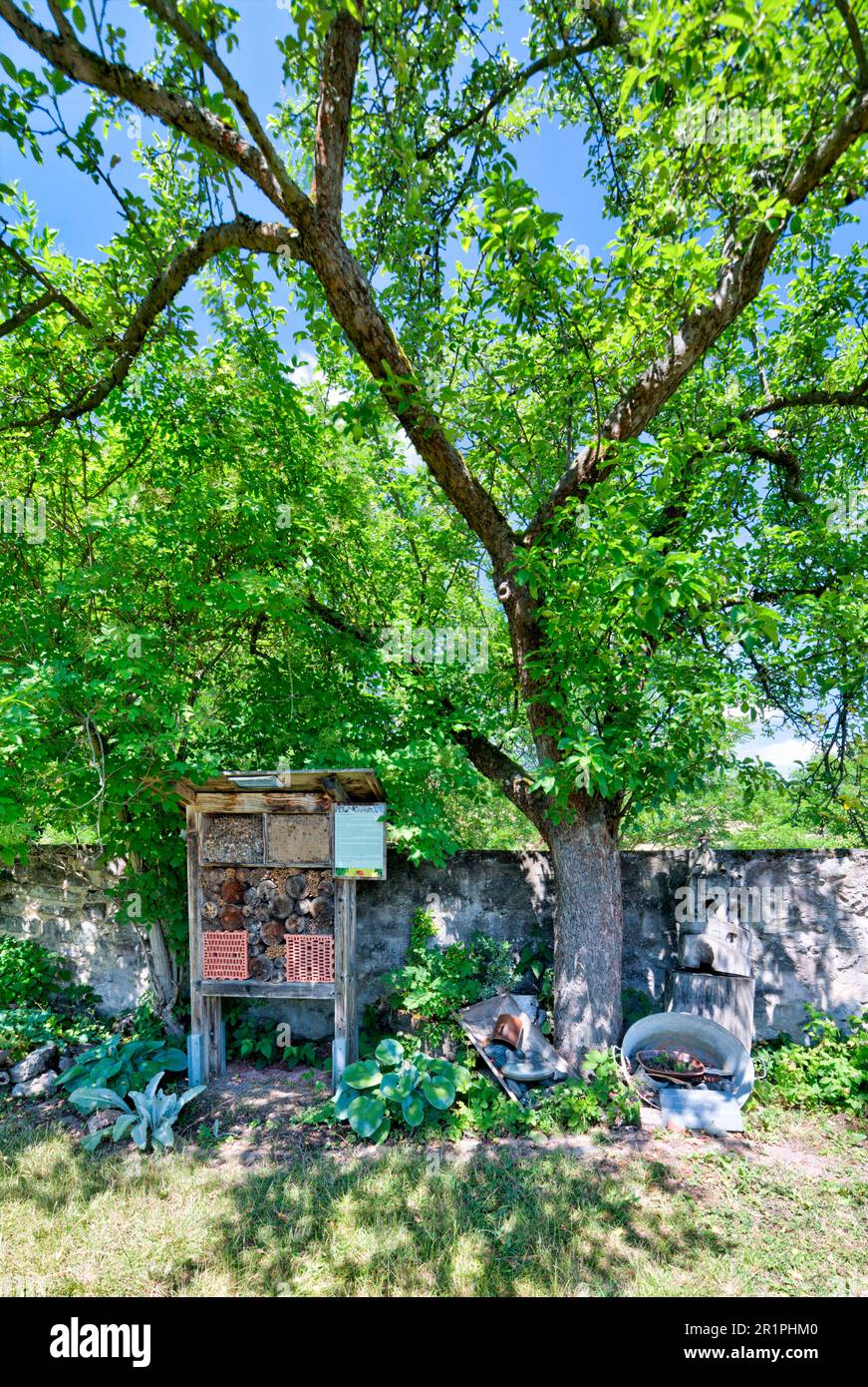 Giardino del monastero, Propstei Zella, giardino, botanica, estate, Vista sul villaggio, Zella, Rhön, Wartburgkreis, Turingia, Germania, Europa, Foto Stock