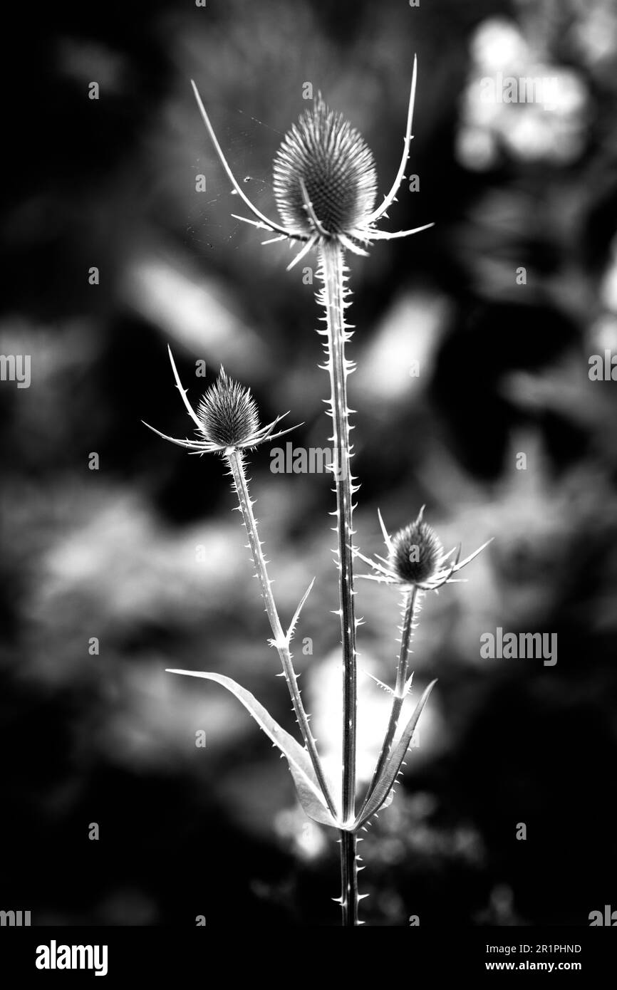 Cardo selvatico, Dipsacus fullonum, cardo, pianta, botanica, Estate, natura, fiore estivo, Zella, Turingia, Germania, Foto Stock