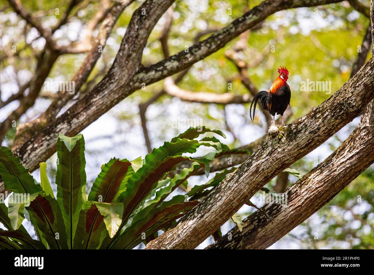 Un gallo di gallo rosso si trova sotto la tettoia di un albero di scimmia in un parco costiero, Singapore Foto Stock