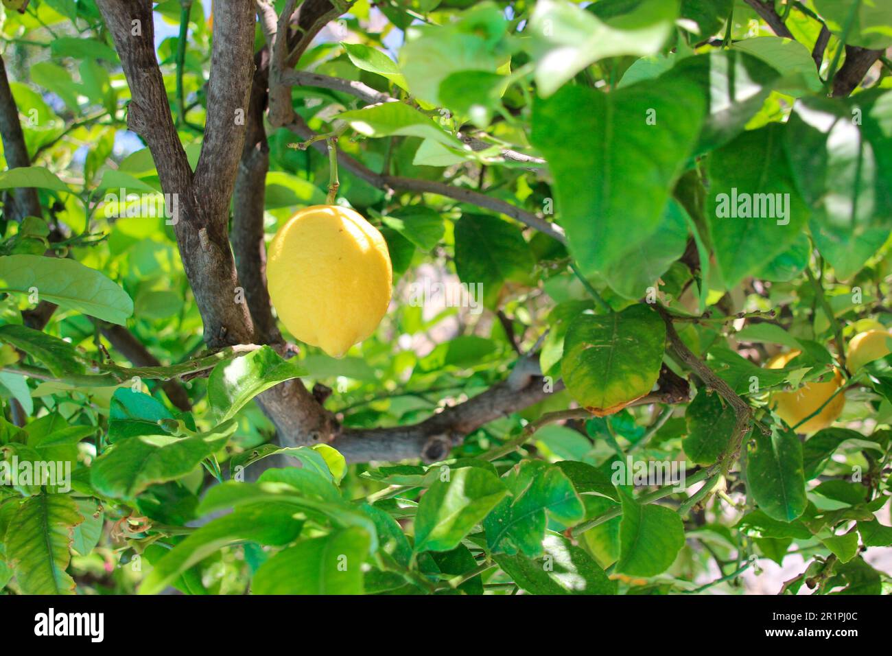 Limone maturo su albero, limone, primo piano, primavera, Lindos, Rodi, Grecia, Europa Foto Stock