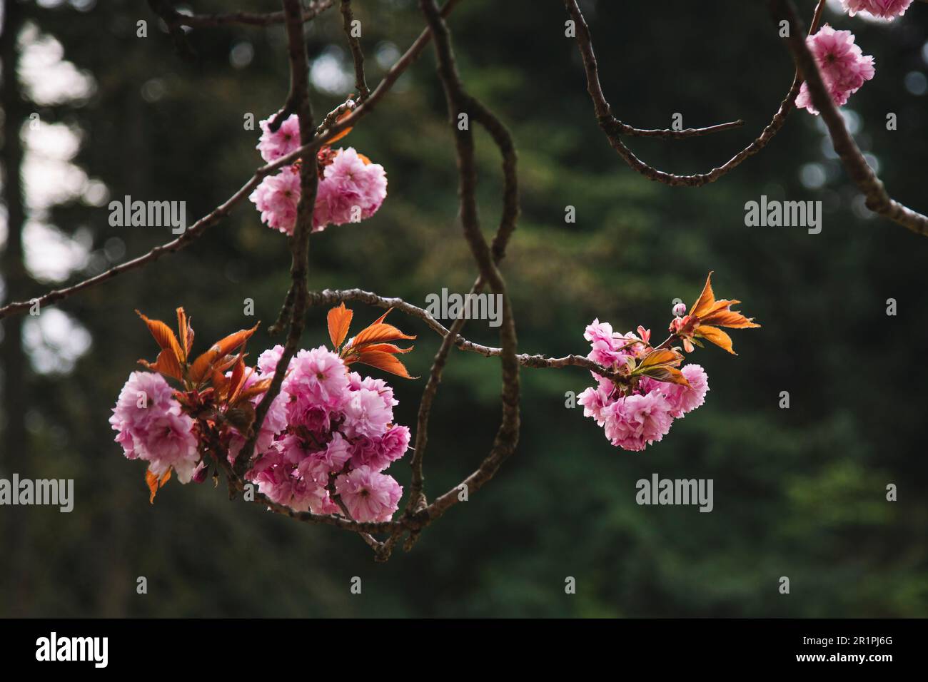 Japanese Cherry Blossom Foto Stock