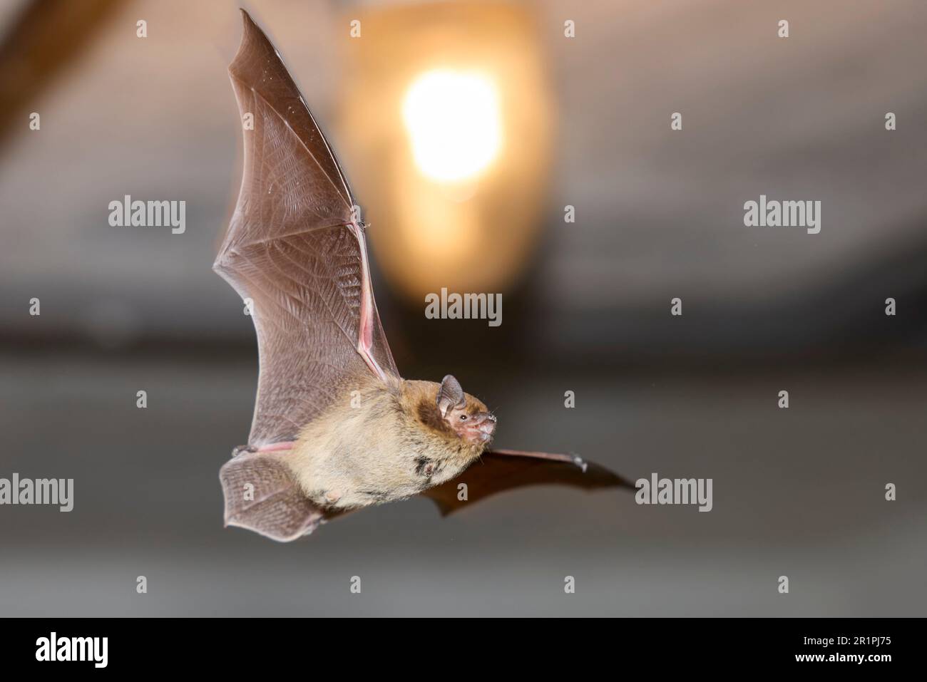 Pipistrello, pipistrellus nathusii, in volo Foto Stock