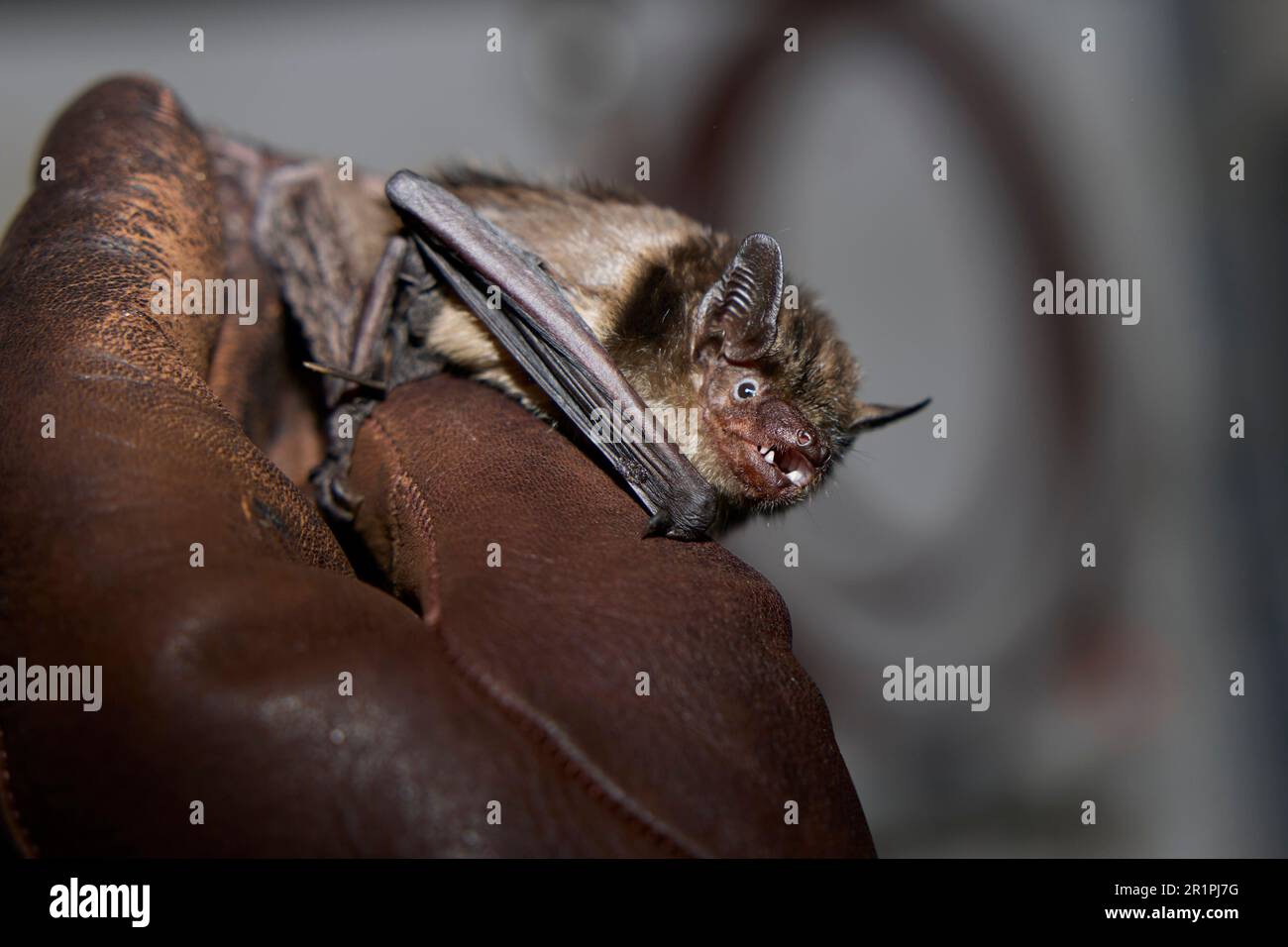 Pipistrello, pipistrello ad alette larghe, Eptesicus serotinus Foto Stock