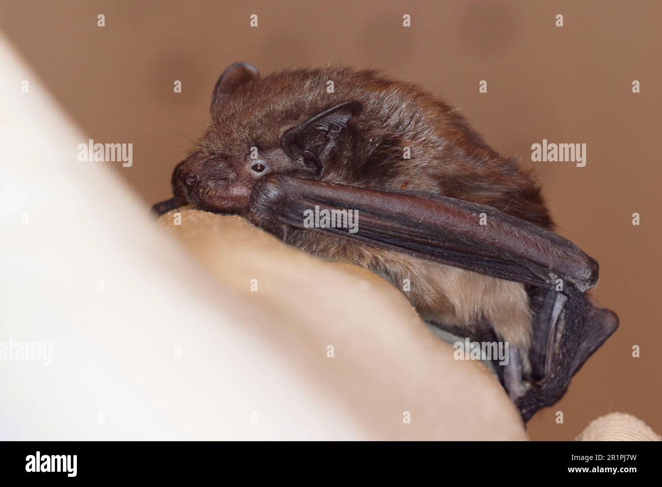 Pipistrello, pipistrello ad alette larghe, Eptesicus serotinus Foto Stock