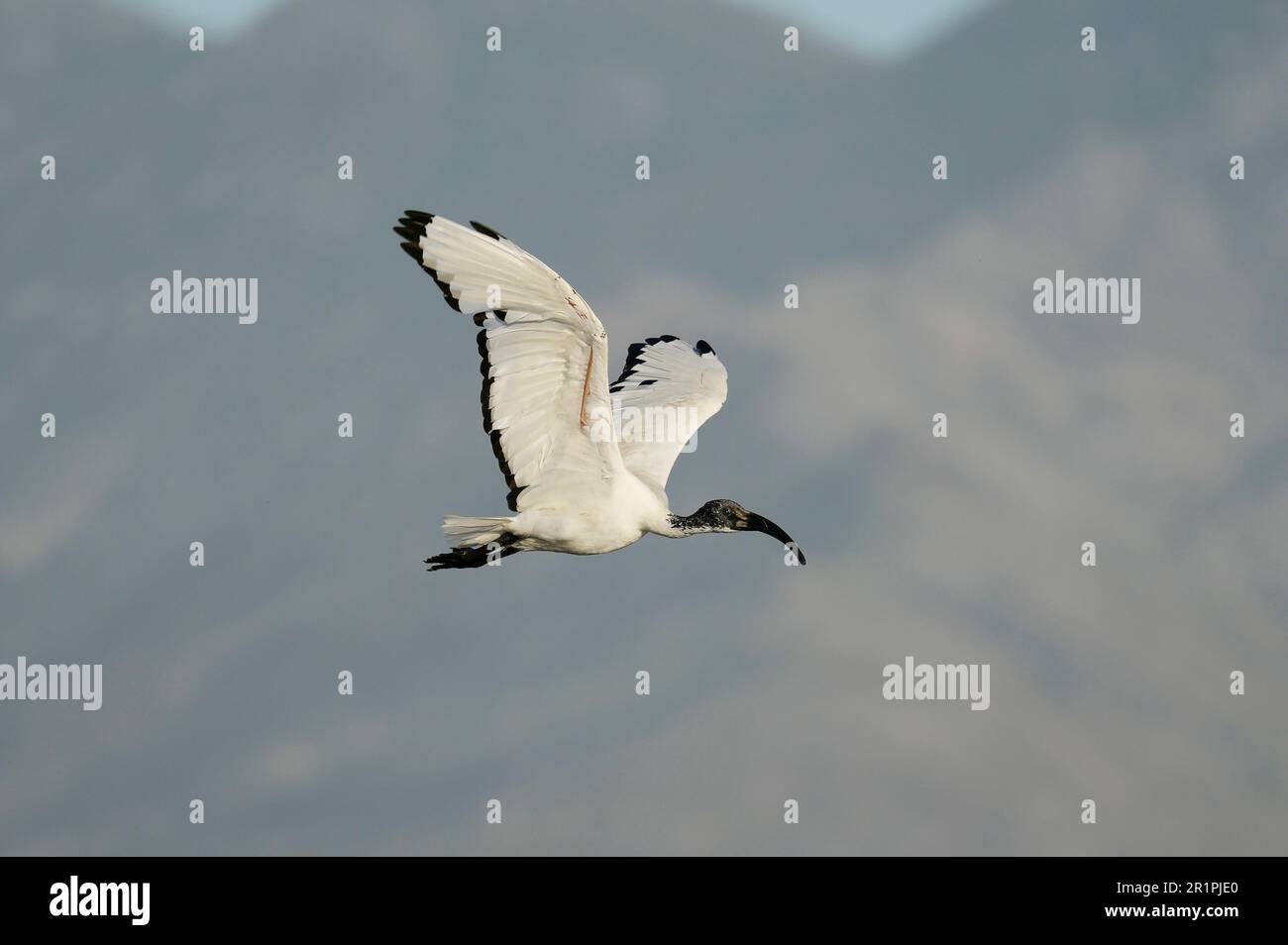 African Sacred Ibis (Threskiornis aethiopicus), Overberg, Sudafrica Foto Stock