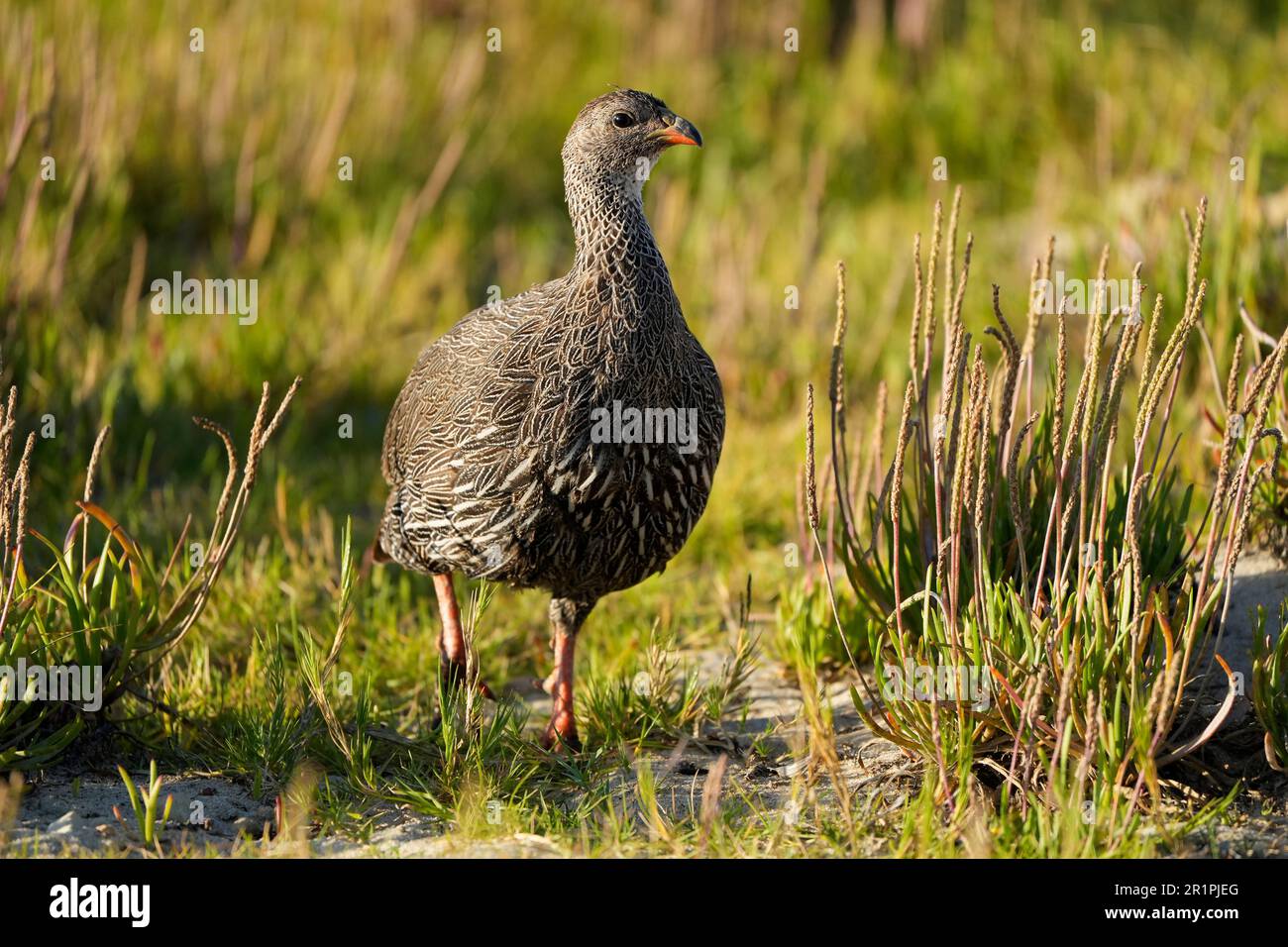 Capo Spurfowl (Pternistis capensis), endemico del Sudafrica, riserva naturale di Middlevlei, Overberg, Sudafrica Foto Stock