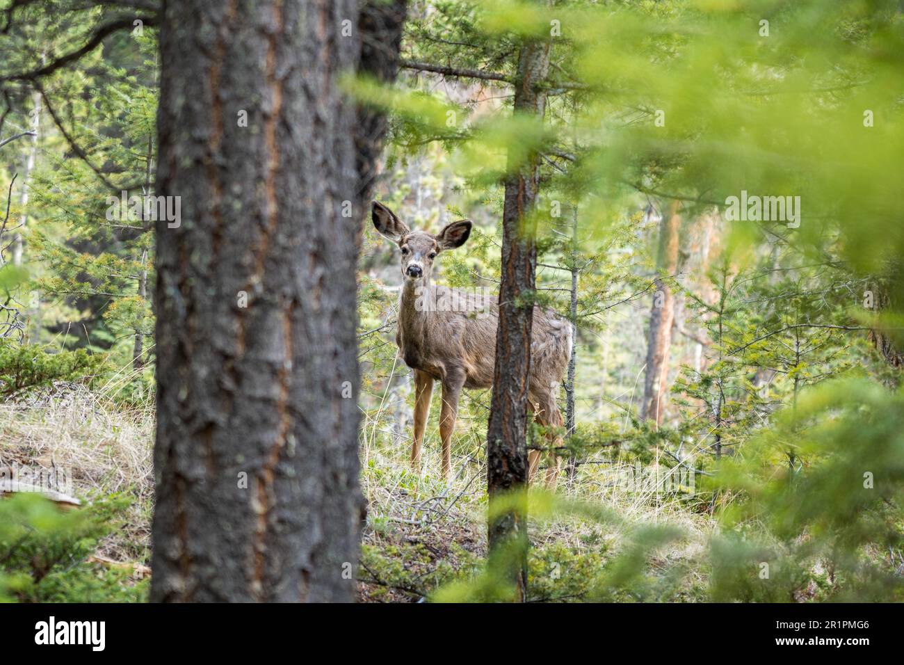 Cervi mulo selvaggi vagare e foraging mangiare erbacce nella foresta in estate. Foto Stock