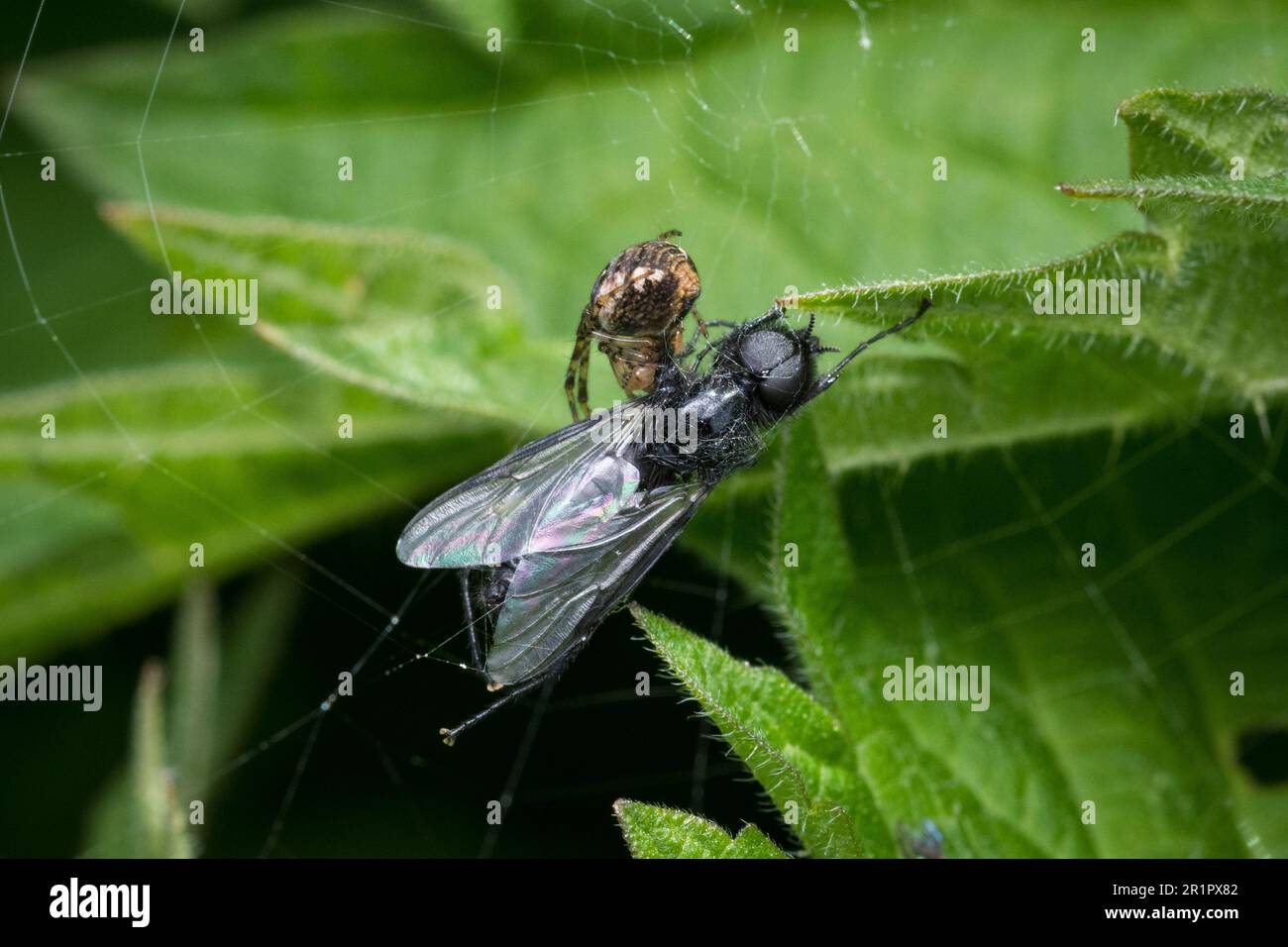 Un ragno di ragnatela orb che bancheggia su una mosca catturata Foto Stock