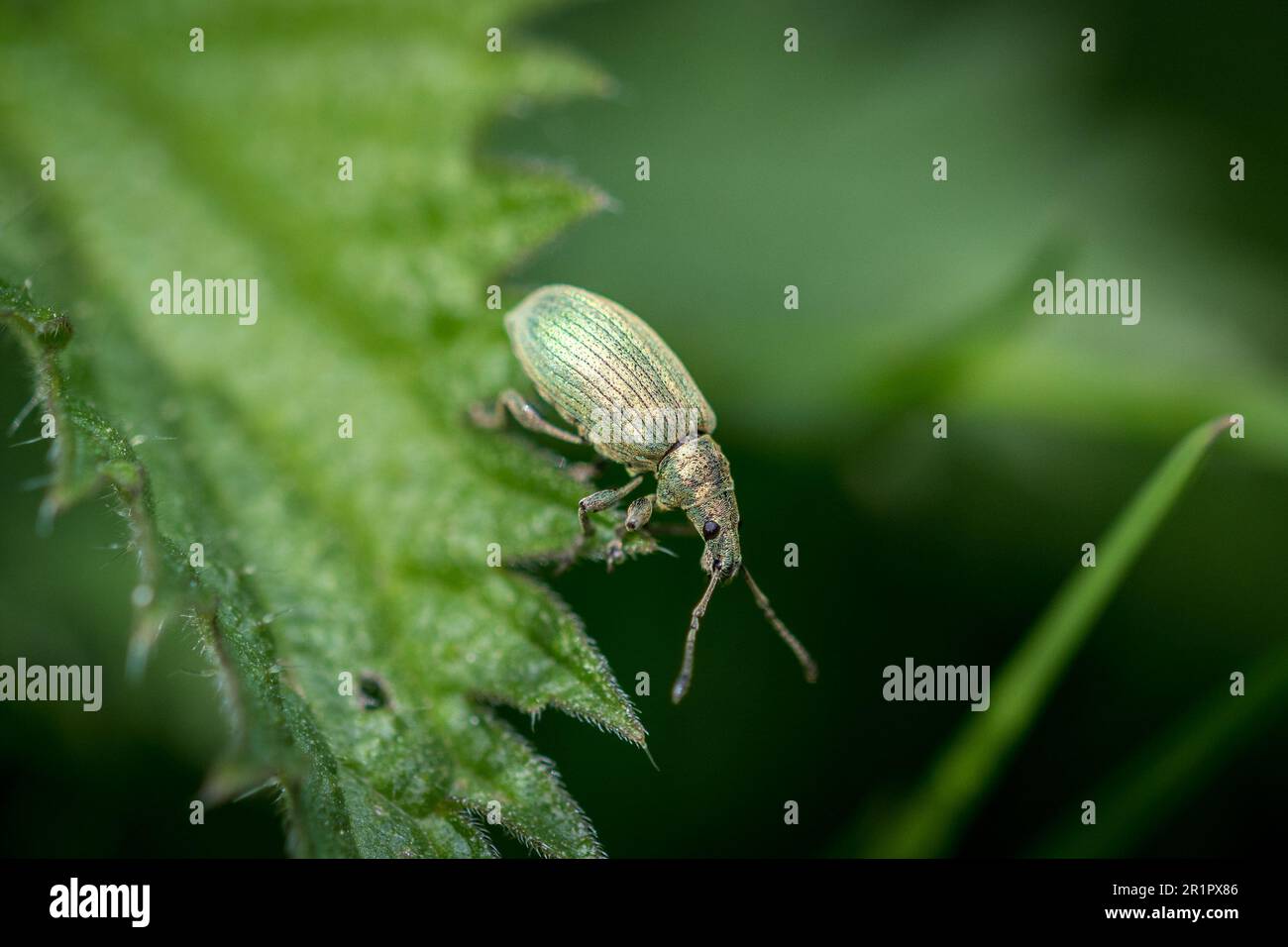 Un weevil verde metallico non identificato aggrappato a una foglia di ortica. Tunstall Hills, Sunderland, Regno Unito Foto Stock