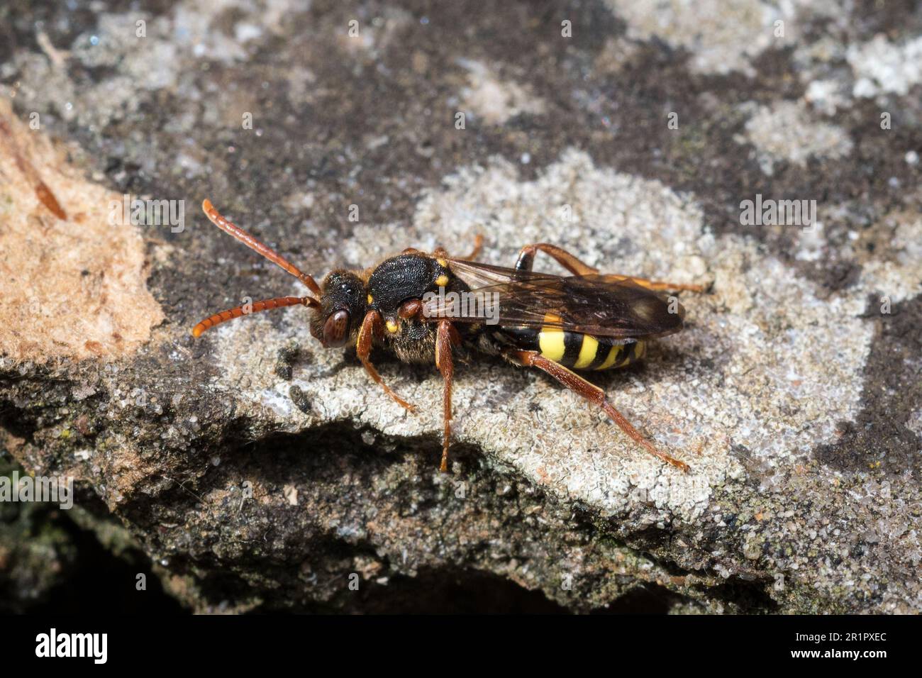 Macro di una femmina nomade splendidamente colorata (probabilmente Nomada Flava), mentre esplora le lapidi alla ricerca di nidi di ospiti in cui deporre le sue uova. Foto Stock