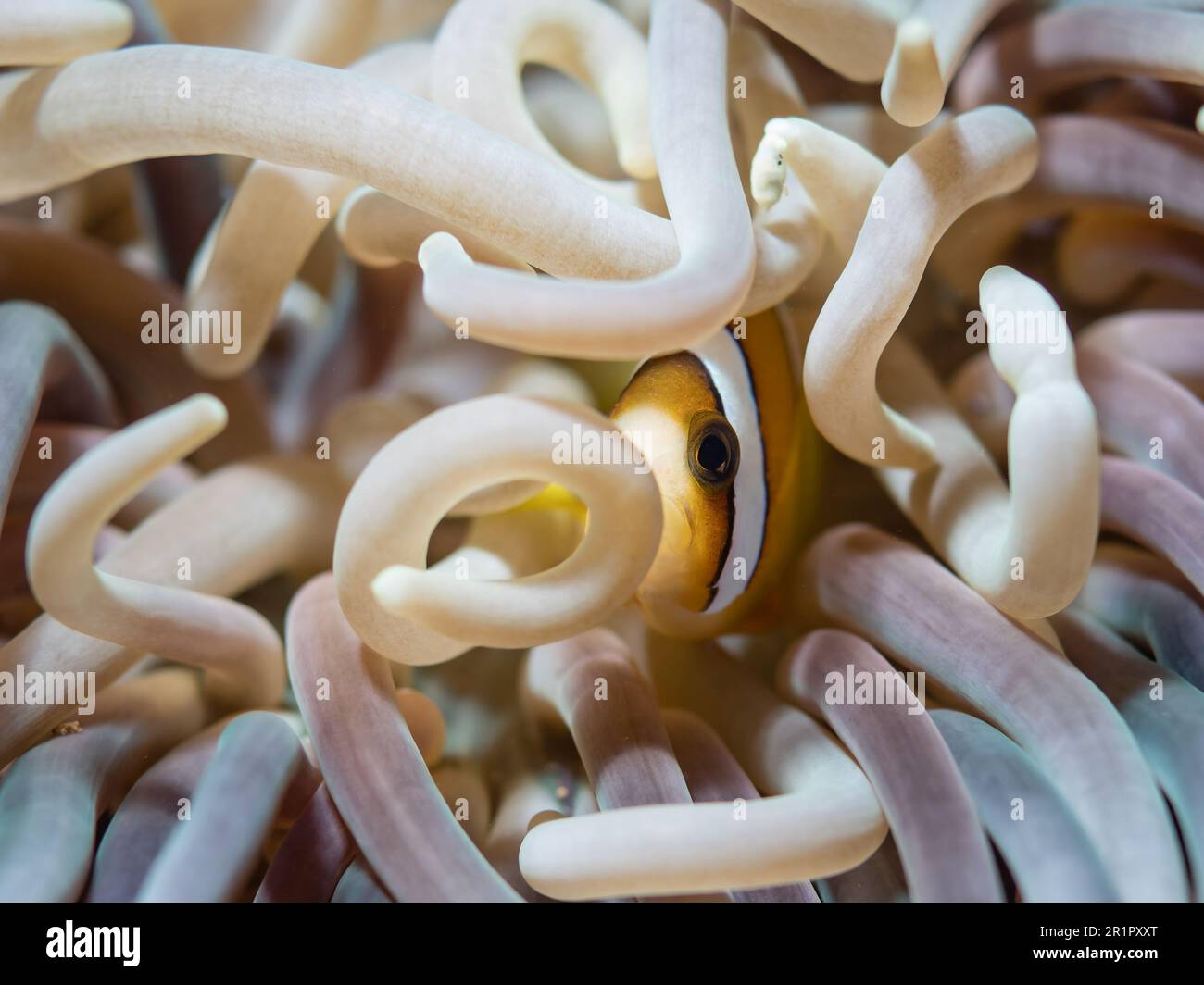 Anemonenfisch in einer Anemone, Anemone pesce in un anemone, Amphiprion clarkii, Clarks-Anemonenfisch, Lederanemone, Heteractis crispa, Anilao, Philipp Foto Stock