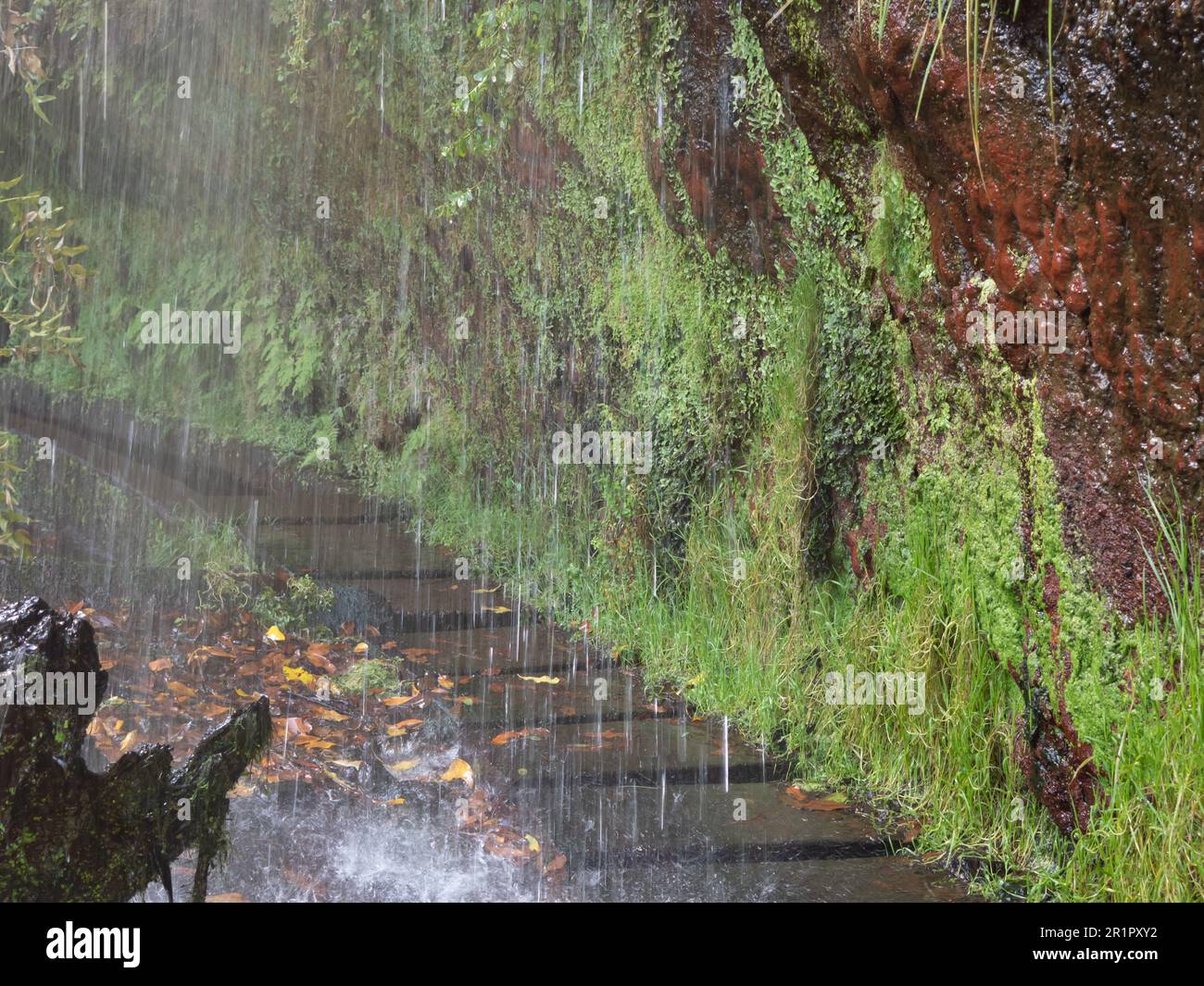 Wanderung an einer Levada a Madeira, Escursioni lungo una levada a Madeira, Madeira, Portogallo Foto Stock