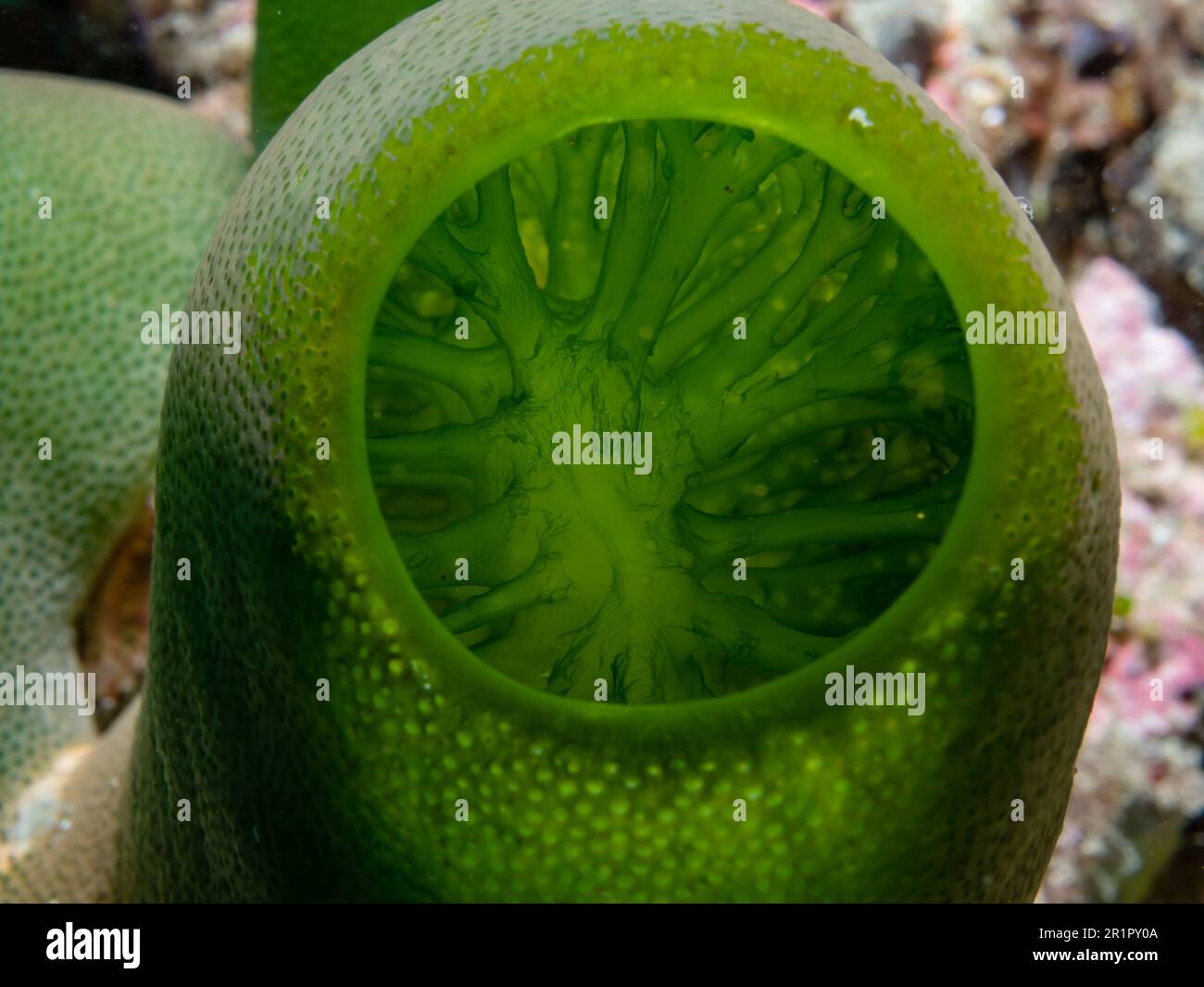Grüne Riffseescheide, Didemnum molle, Green Urn Sea Squirt, Anilao, Philippinen Foto Stock