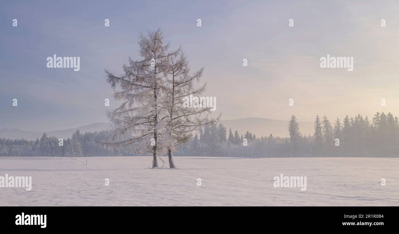 Passeggiata invernale, paesaggio innevato Foto Stock