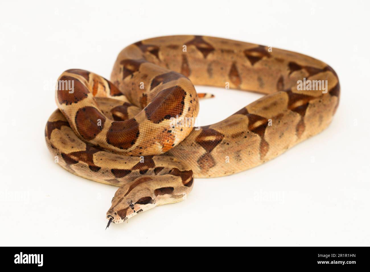 Salmone Boa Constrictor serpente isolato su sfondo bianco Foto Stock