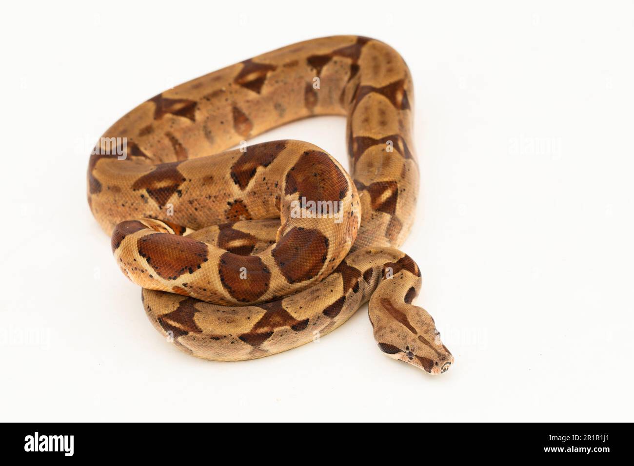 Salmone Boa Constrictor serpente isolato su sfondo bianco Foto Stock