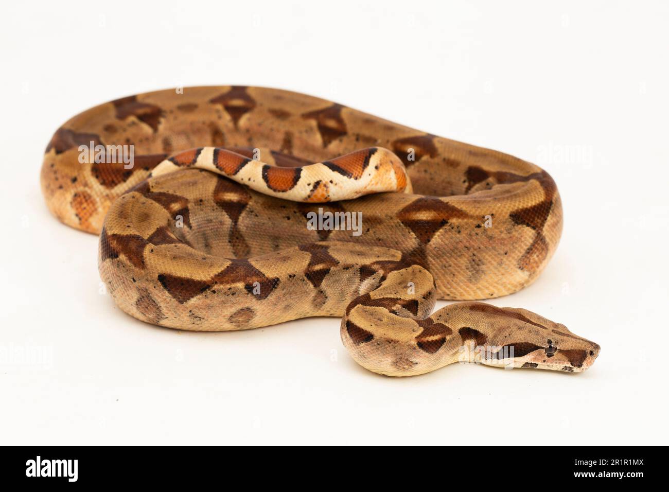 Salmone Boa Constrictor serpente isolato su sfondo bianco Foto Stock