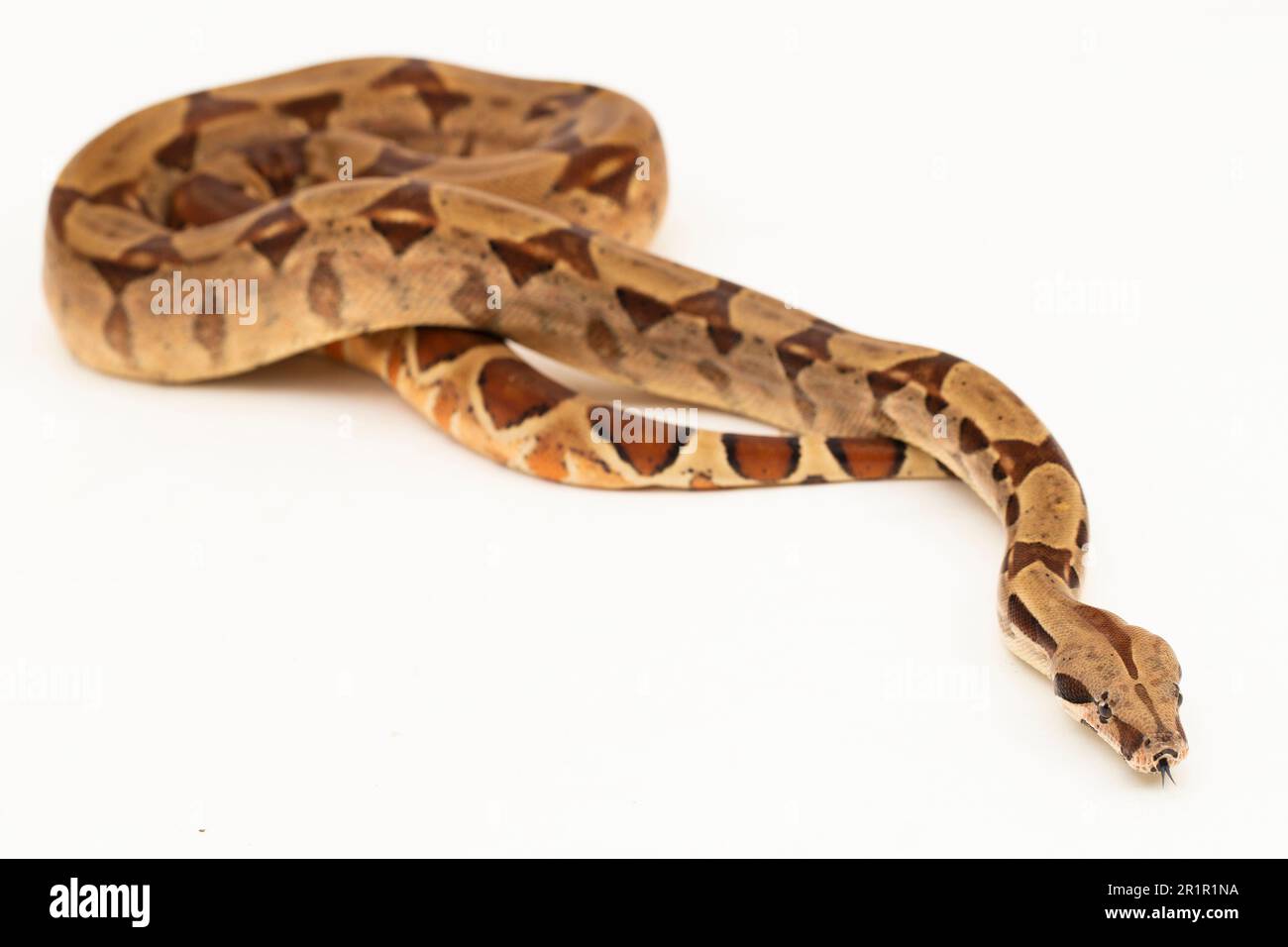 Salmone Boa Constrictor serpente isolato su sfondo bianco Foto Stock