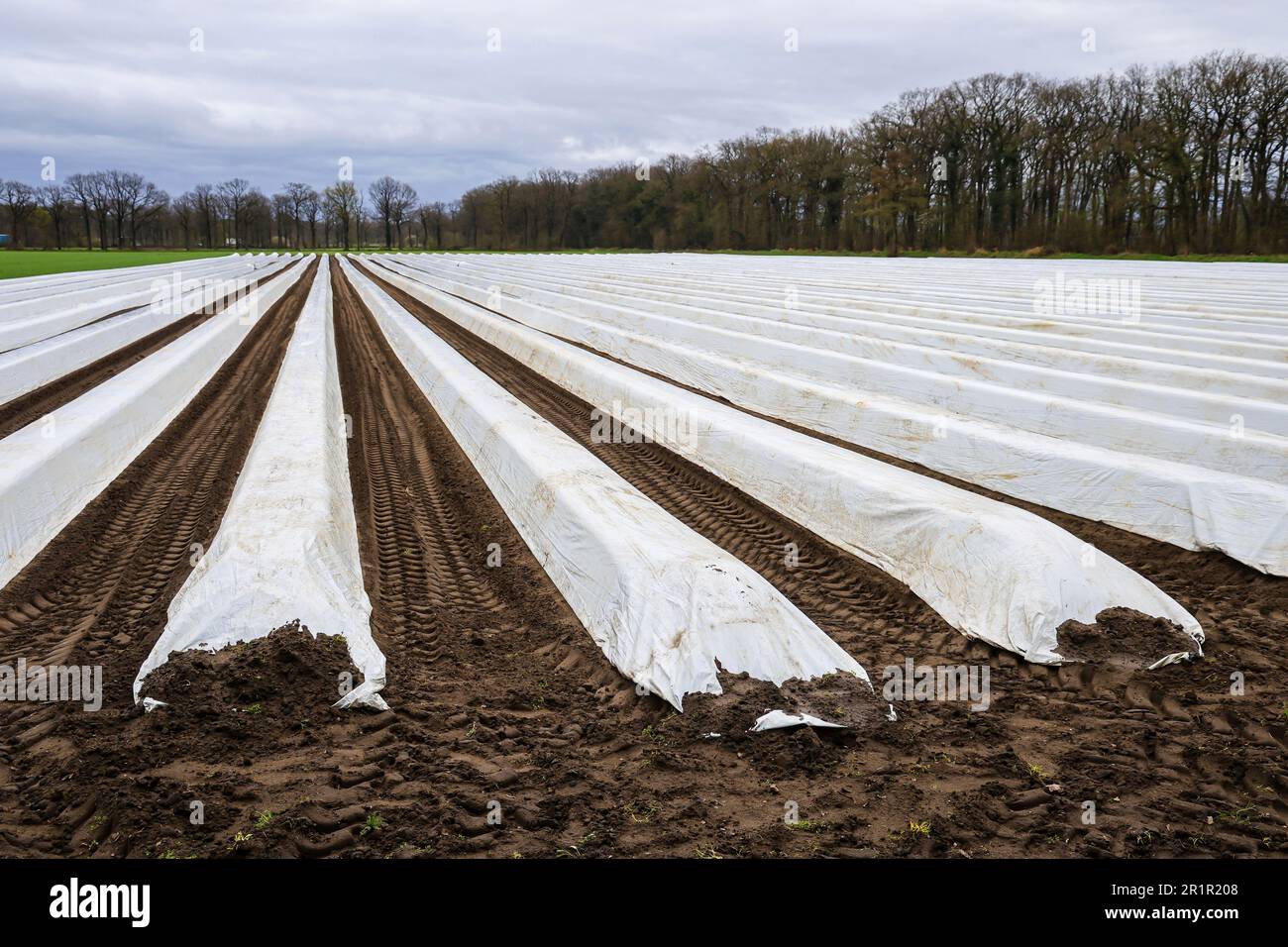 Wesel, Renania settentrionale-Vestfalia, Germania - Asparagi, asparagi coltivati a foil, asparagi di foil, qui in occasione di un evento stampa per l'apertura della stagione degli asparagi presso l'asparagi Heinen e l'azienda agricola. Foto Stock