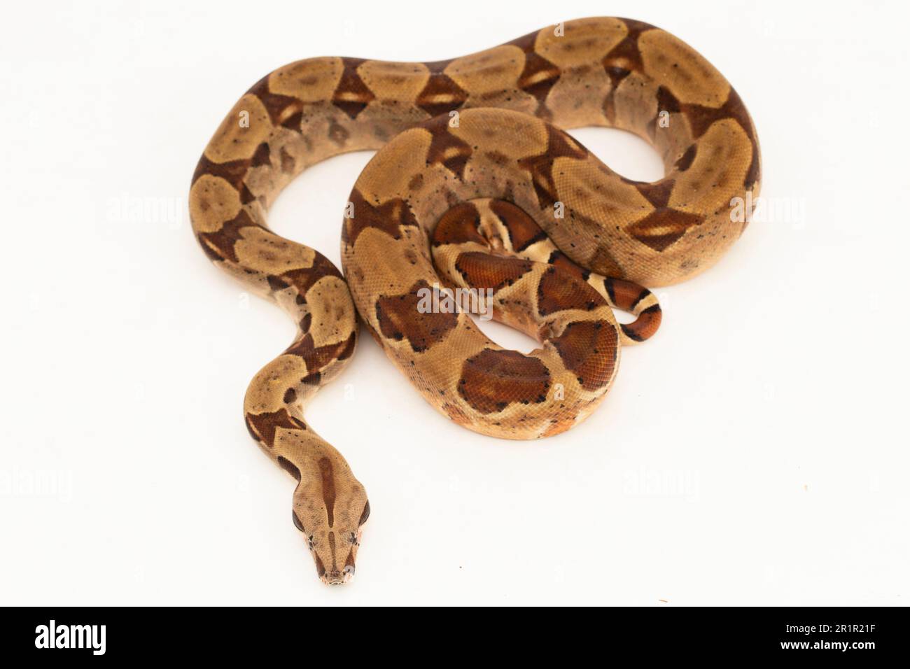 Salmone Boa Constrictor serpente isolato su sfondo bianco Foto Stock