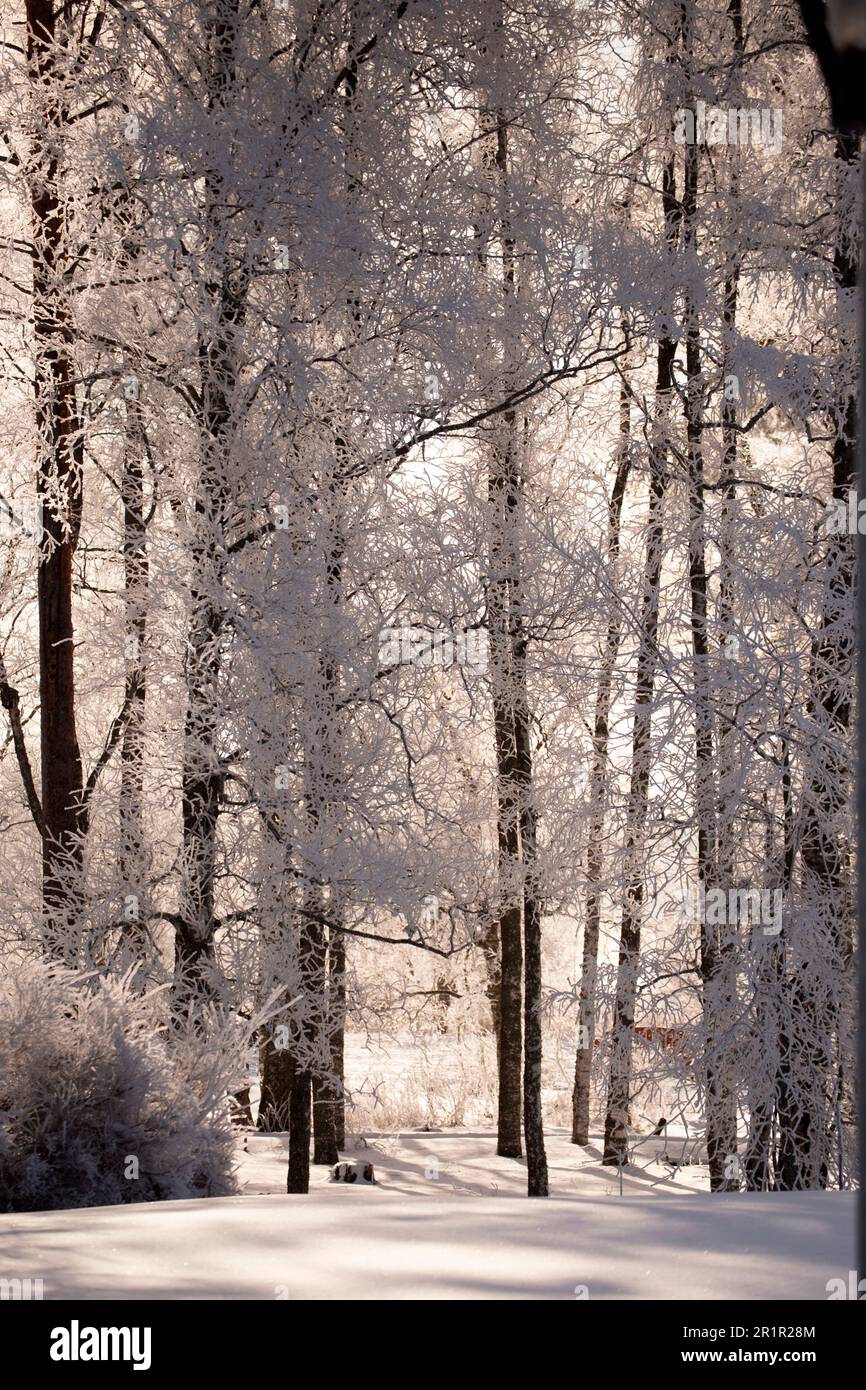 Mattina di marzo, luci e ombre, paesaggio invernale Foto Stock
