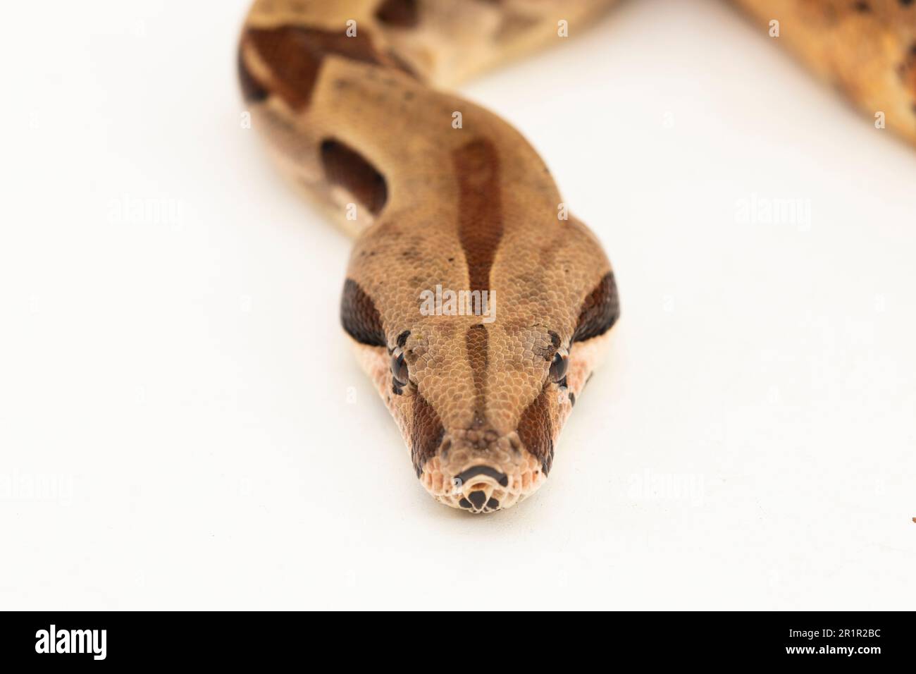Salmone Boa Constrictor serpente isolato su sfondo bianco Foto Stock
