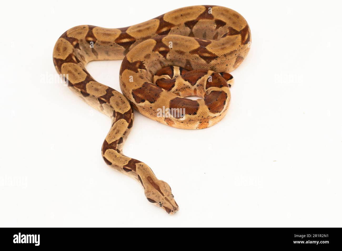 Salmone Boa Constrictor serpente isolato su sfondo bianco Foto Stock