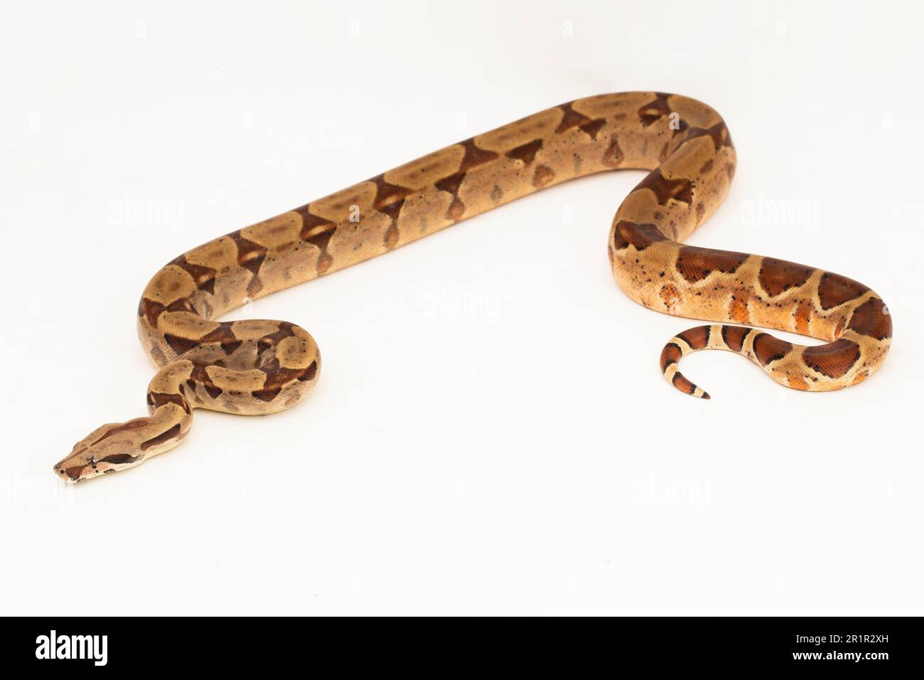 Salmone Boa Constrictor serpente isolato su sfondo bianco Foto Stock