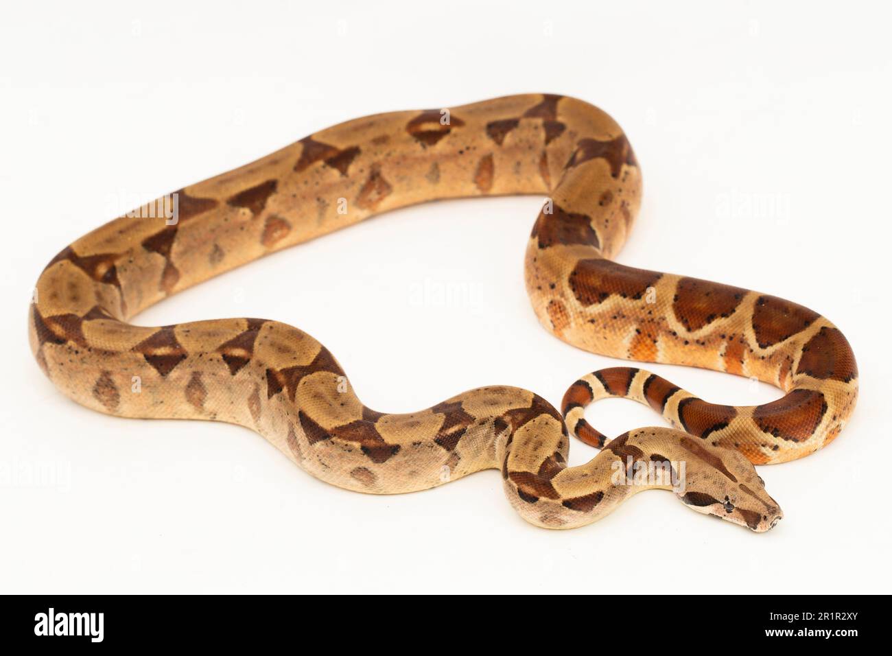 Salmone Boa Constrictor serpente isolato su sfondo bianco Foto Stock