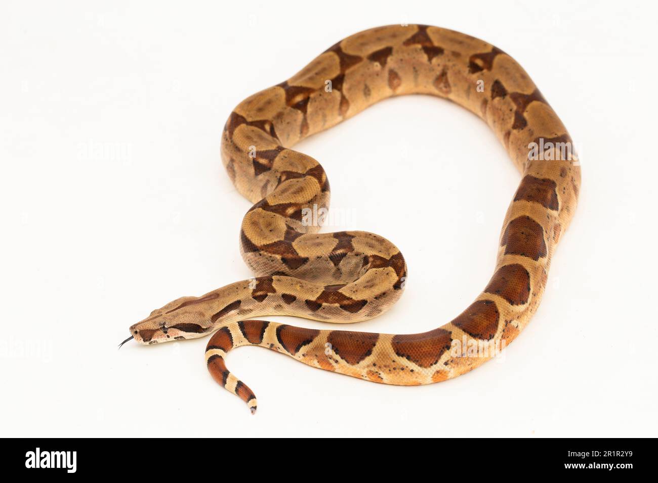 Salmone Boa Constrictor serpente isolato su sfondo bianco Foto Stock