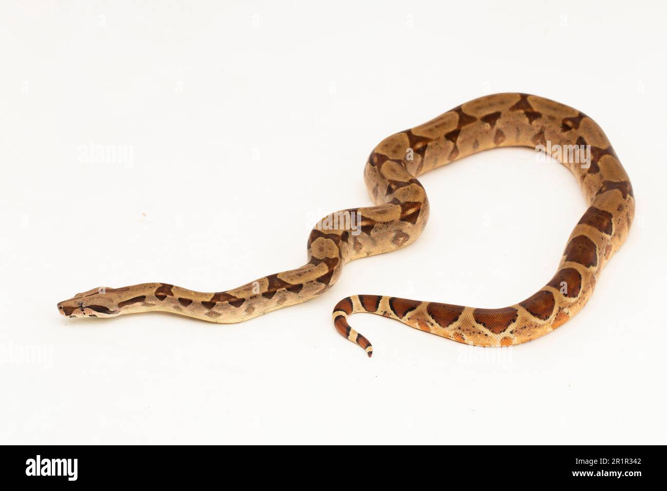 Salmone Boa Constrictor serpente isolato su sfondo bianco Foto Stock