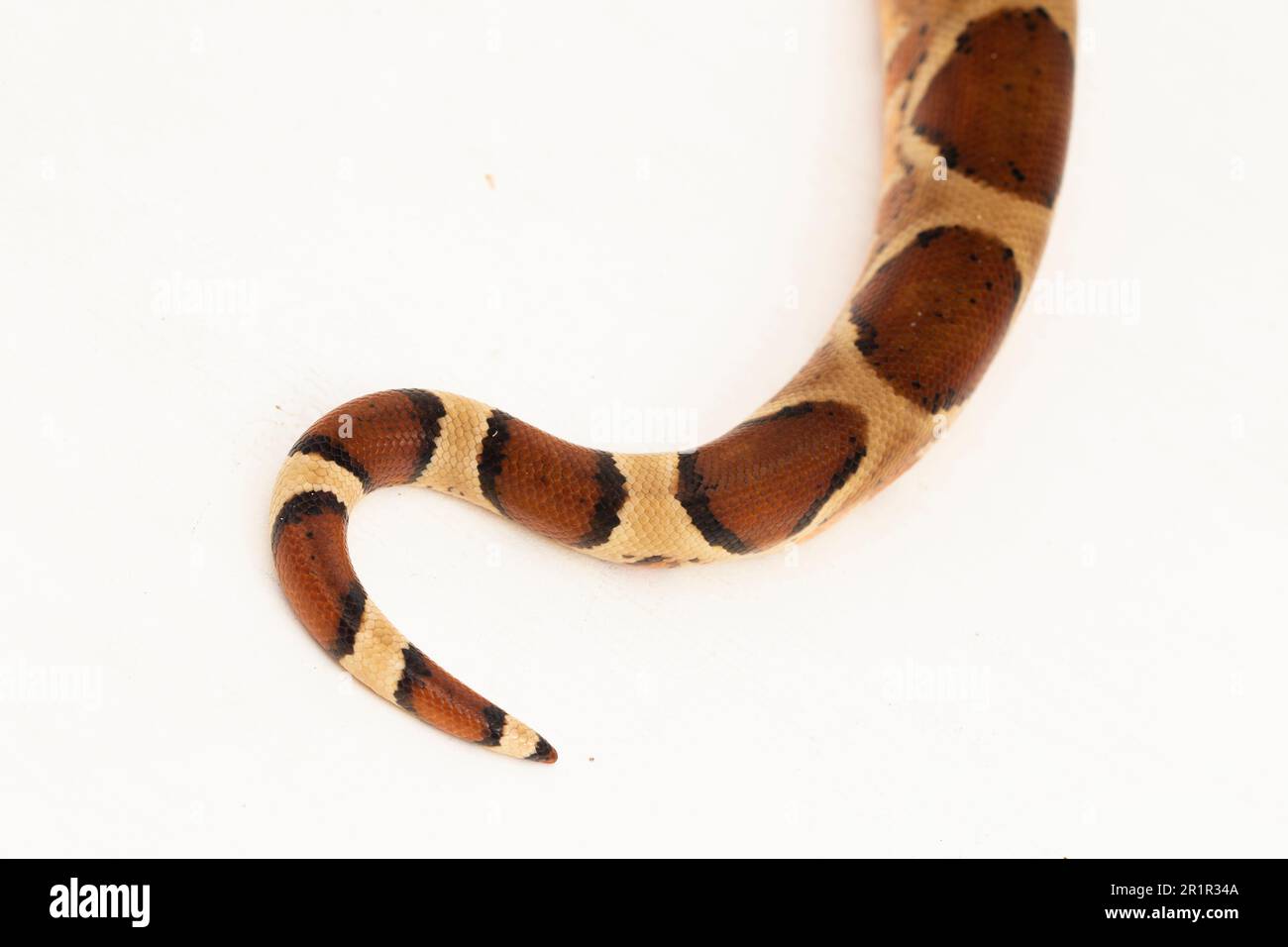 Salmone Boa Constrictor serpente isolato su sfondo bianco Foto Stock
