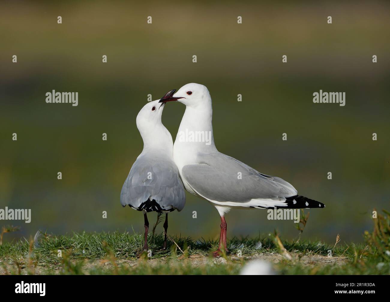 Gull di Hartlaub (Chroicocephalus hartlaubii), zone umide del fiume Bot, Overberg, Sudafrica Foto Stock