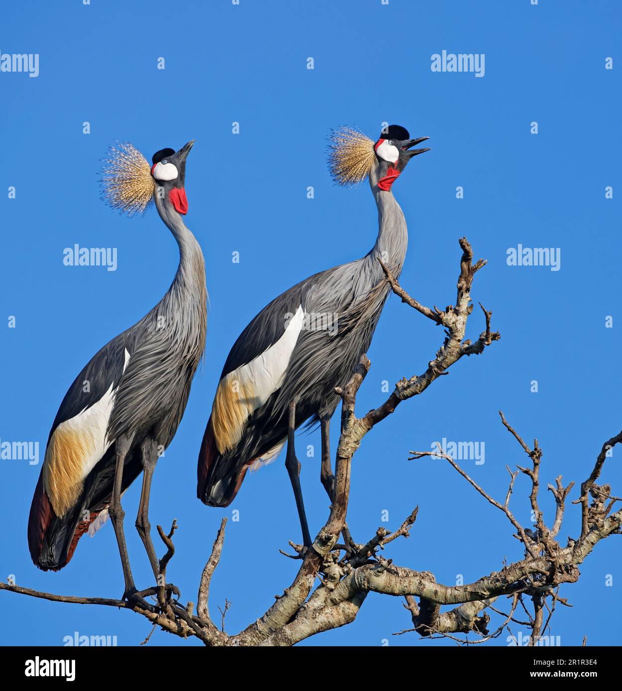 Gru coronate (Balearica regulorum), coppia di accoppiamento su un albero, Masai Mara Preserve, Kenya. Foto Stock