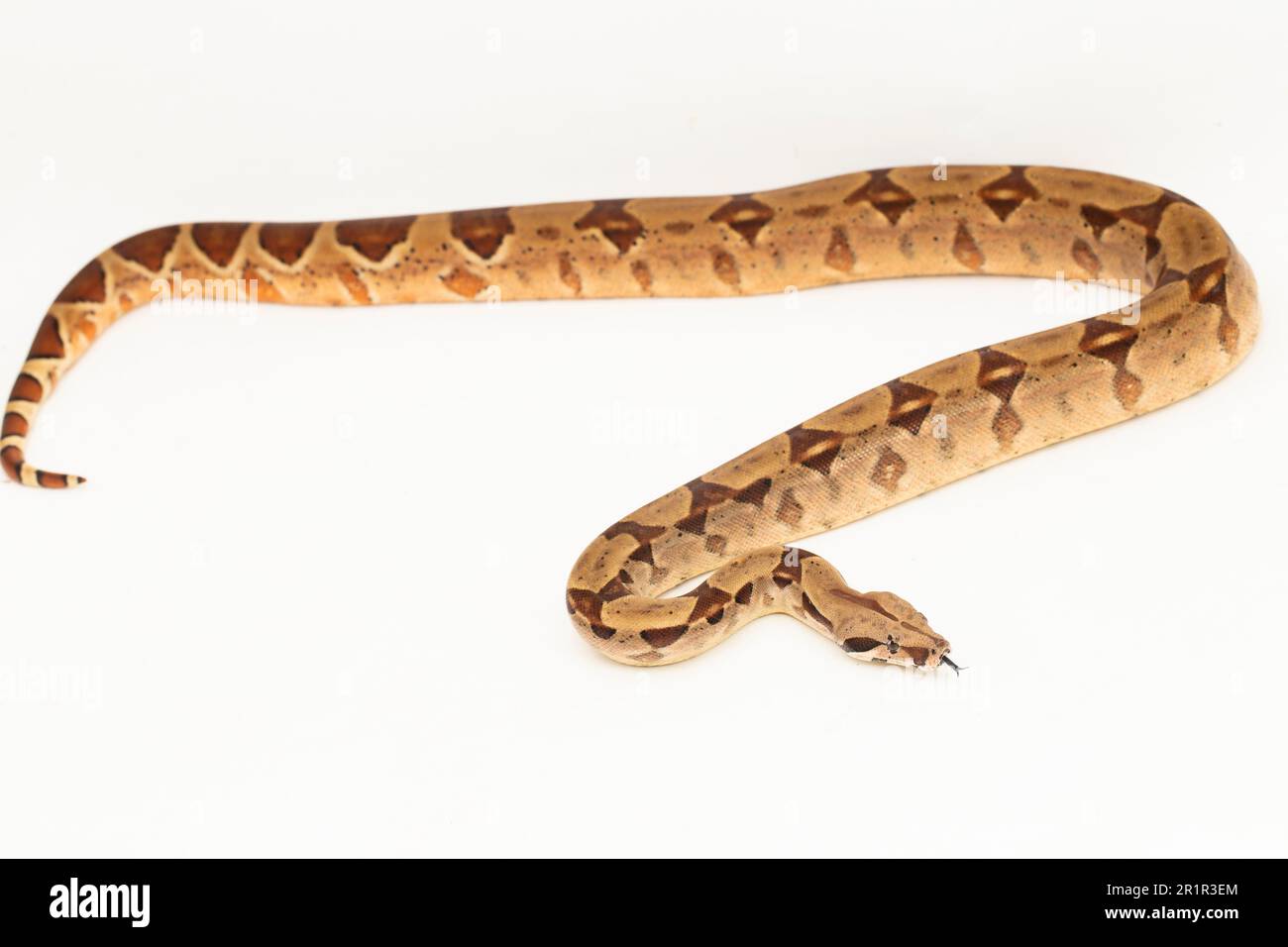 Salmone Boa Constrictor serpente isolato su sfondo bianco Foto Stock