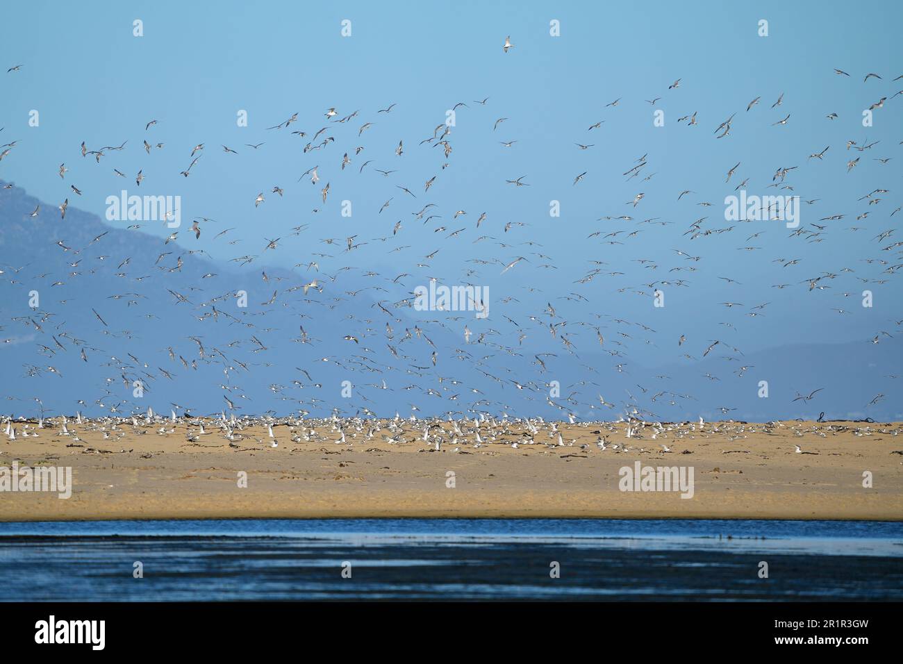 Tern Roost, Bot River Mouth, Overberg, Sudafrica Foto Stock