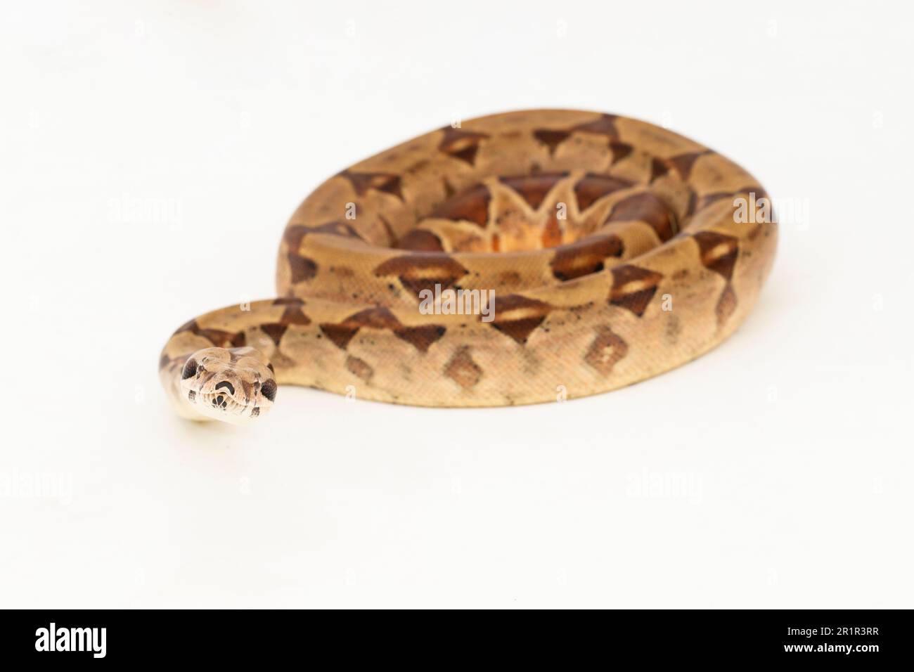 Salmone Boa Constrictor serpente isolato su sfondo bianco Foto Stock