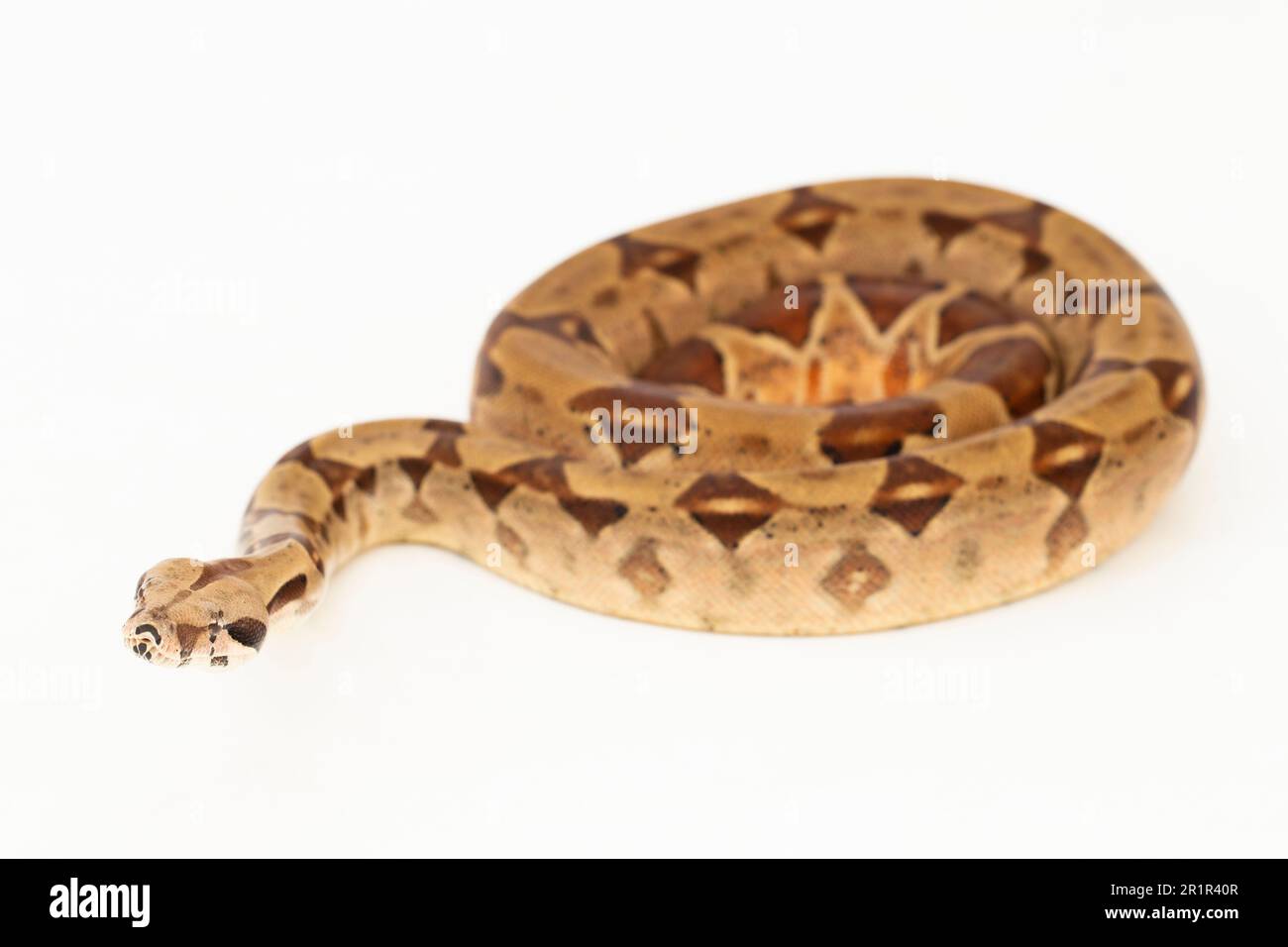 Salmone Boa Constrictor serpente isolato su sfondo bianco Foto Stock